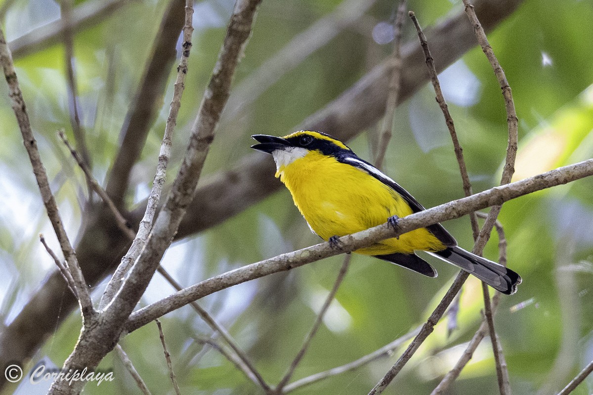 Yellow-breasted Boatbill - ML620631161