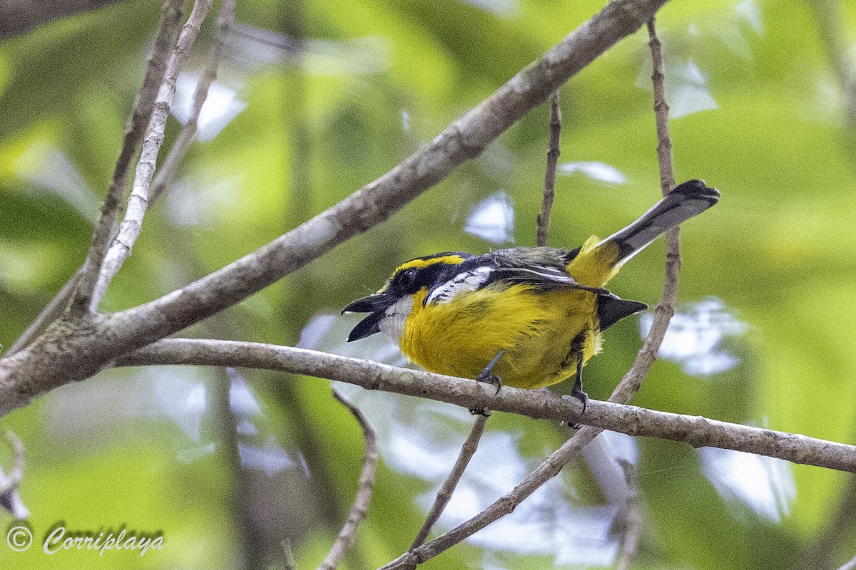 Yellow-breasted Boatbill - ML620631162