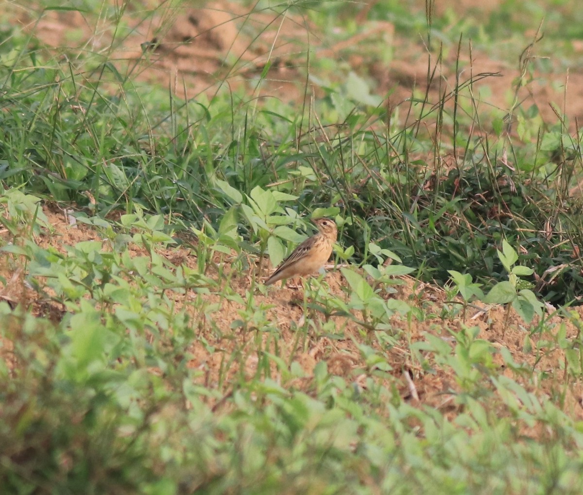 Blyth's Pipit - ML620631169