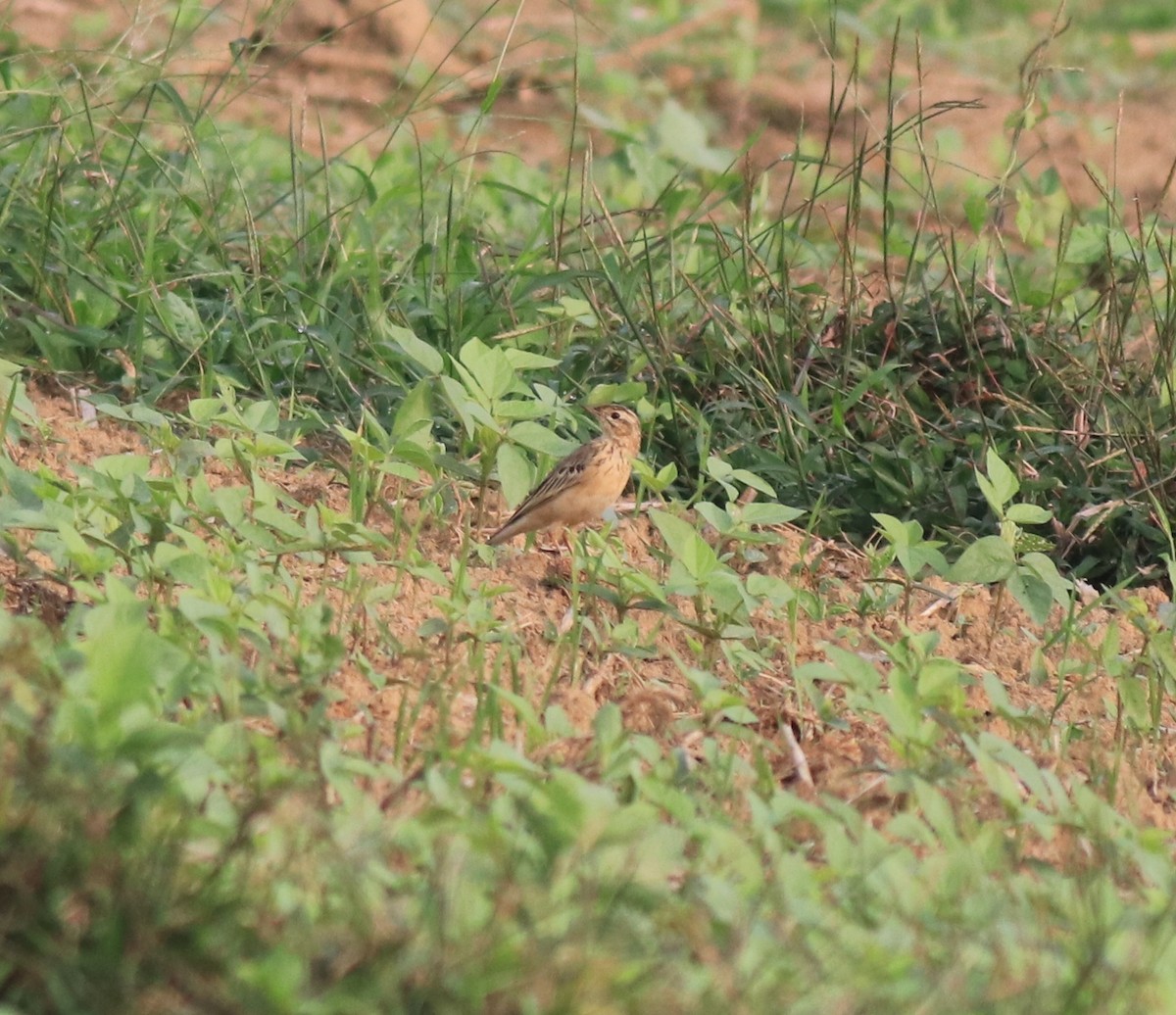 Blyth's Pipit - ML620631172