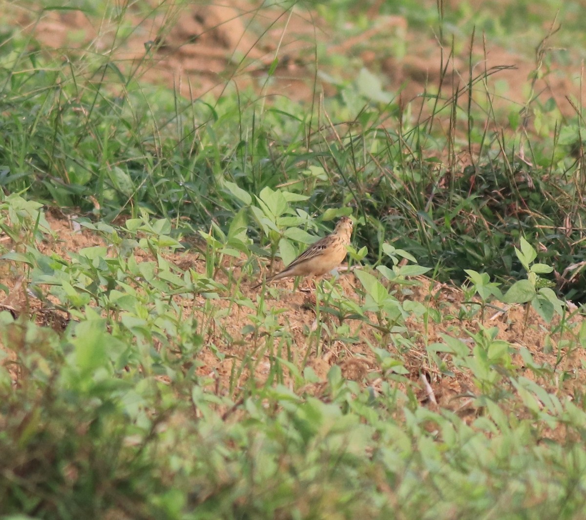 Blyth's Pipit - ML620631173