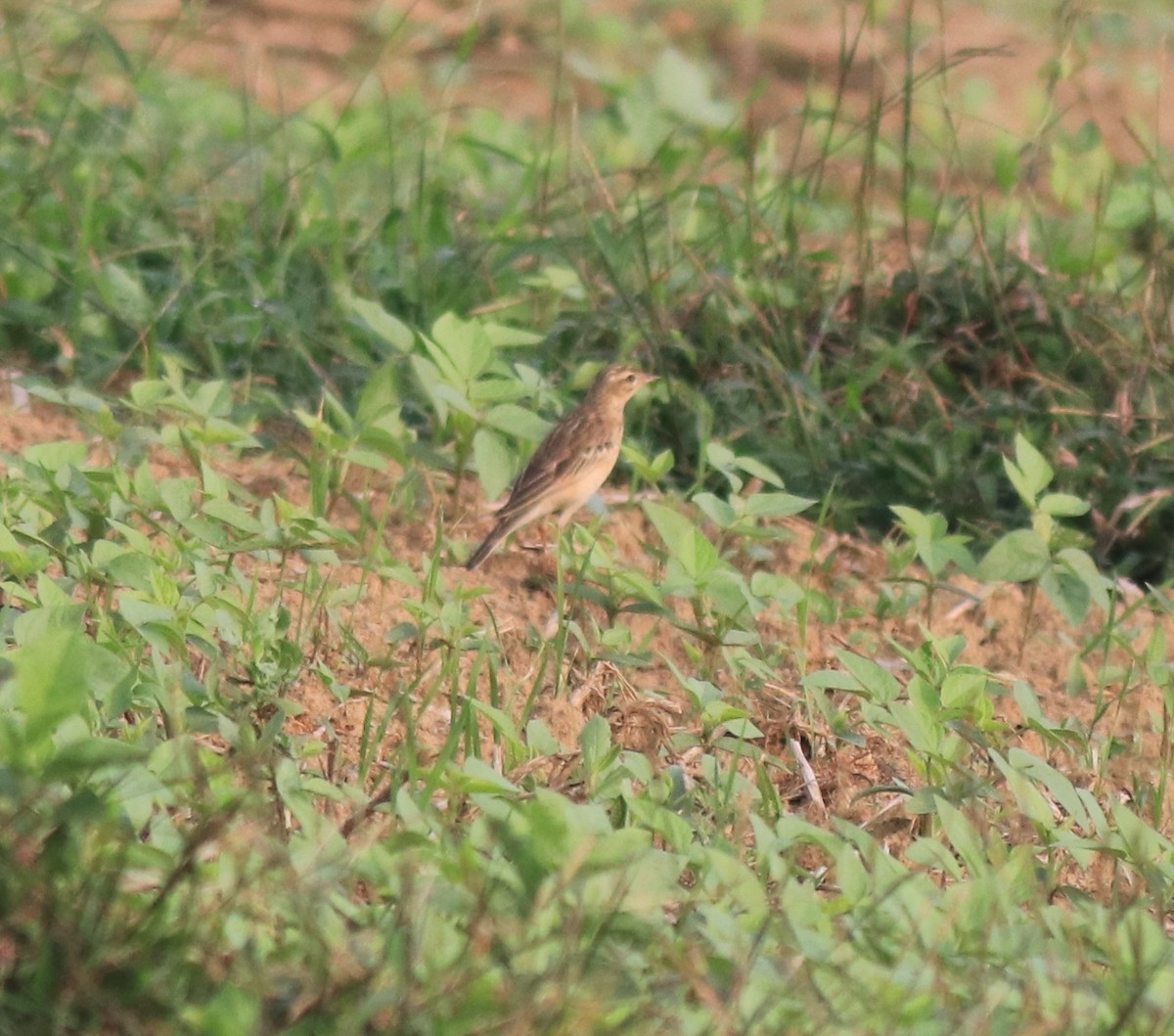 Blyth's Pipit - ML620631174