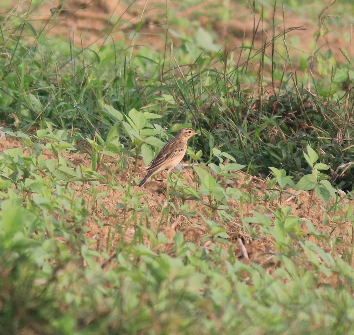 Blyth's Pipit - ML620631175