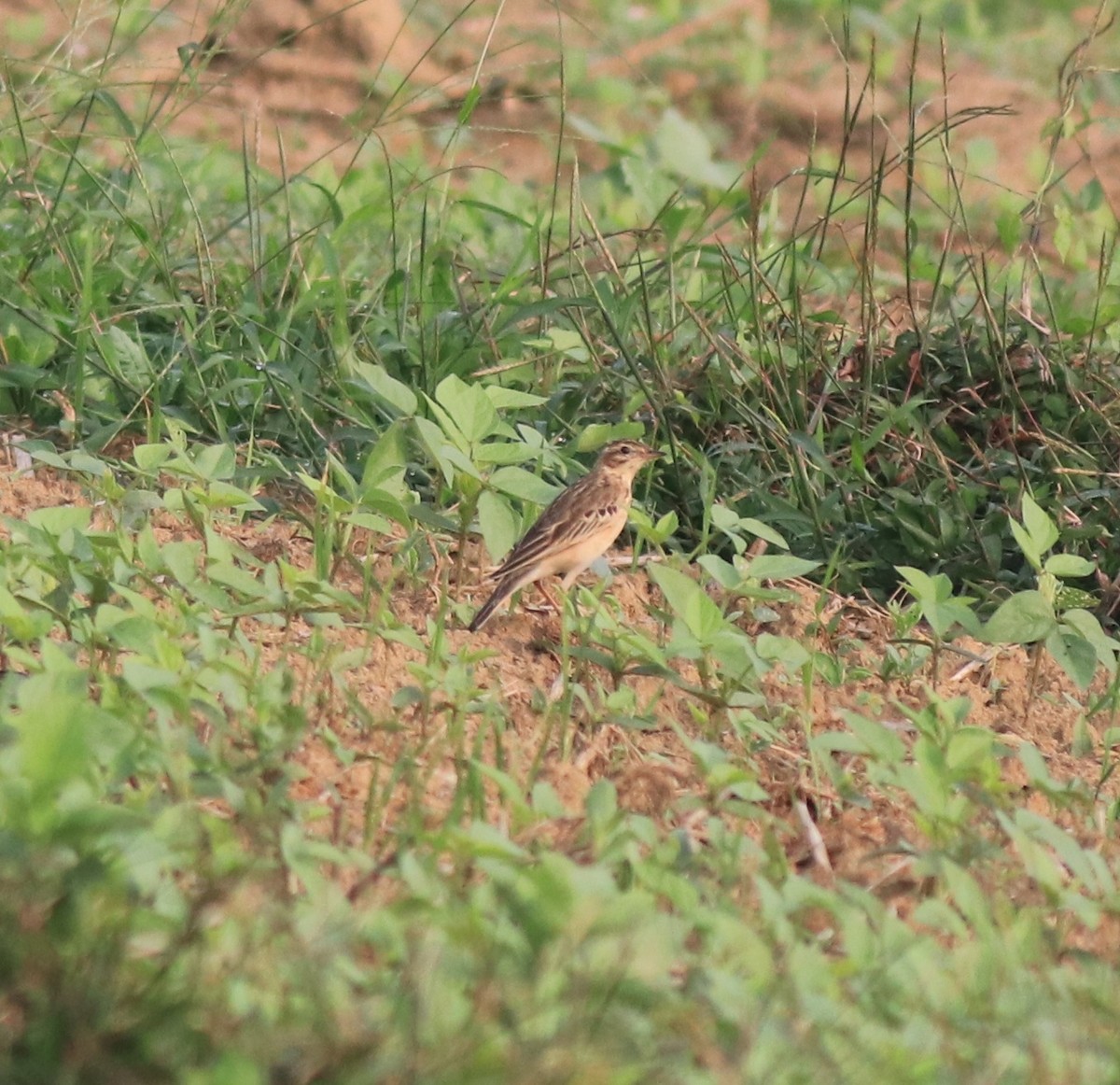 Blyth's Pipit - ML620631177