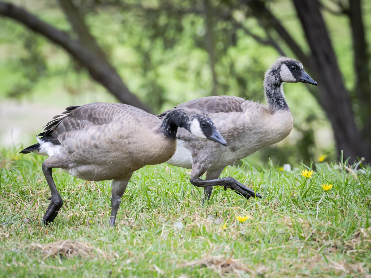 Canada Goose - ML620631183