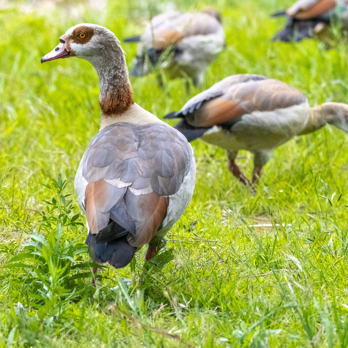 Egyptian Goose - ML620631188