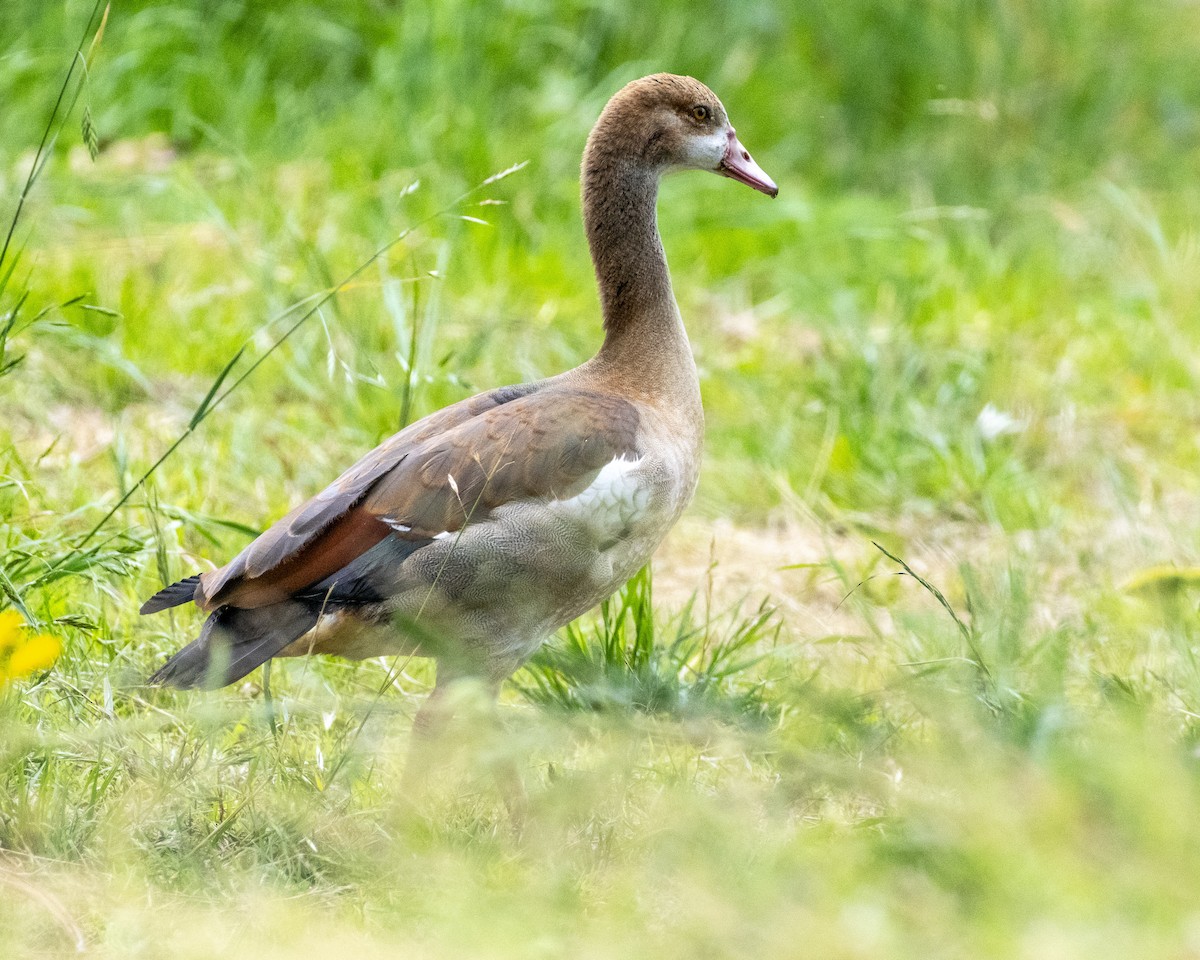 Egyptian Goose - ML620631189