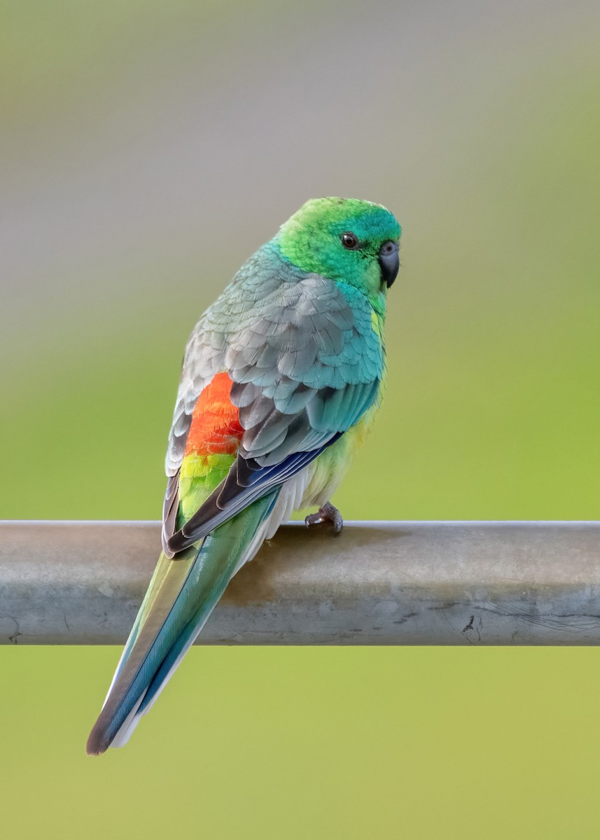 Red-rumped Parrot - ML620631190