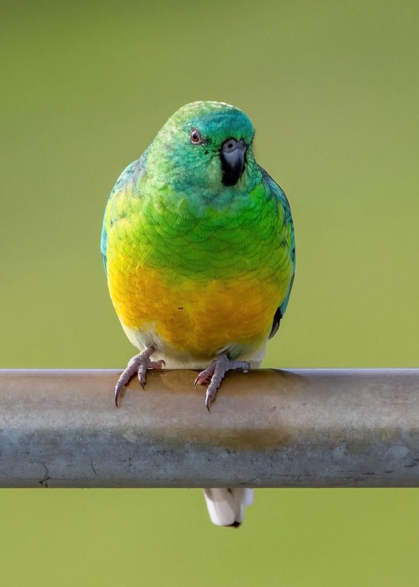 Red-rumped Parrot - ML620631193