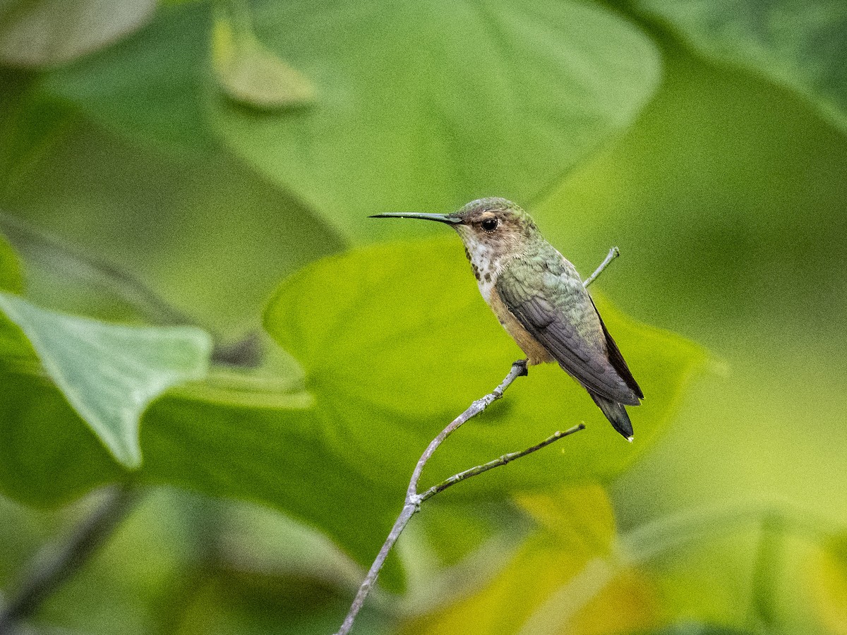 Allen's Hummingbird - ML620631195