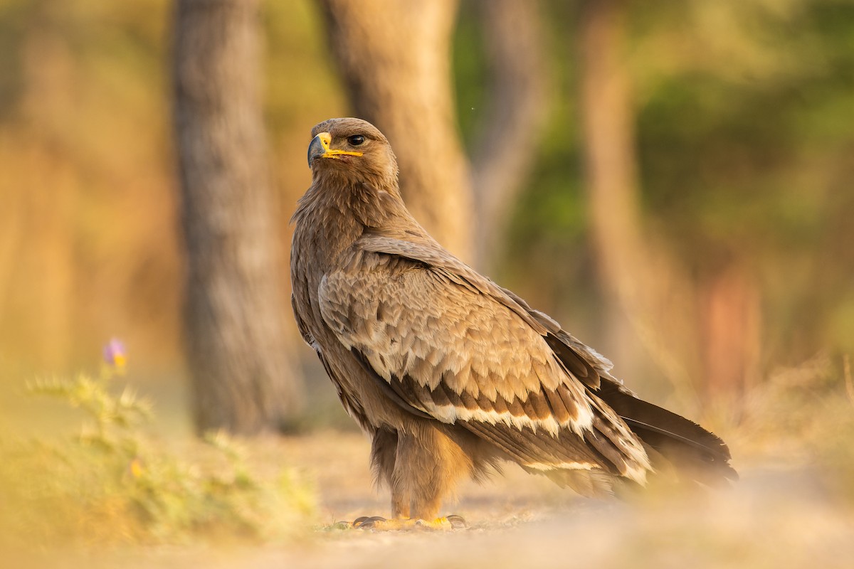 Steppe Eagle - ML620631197