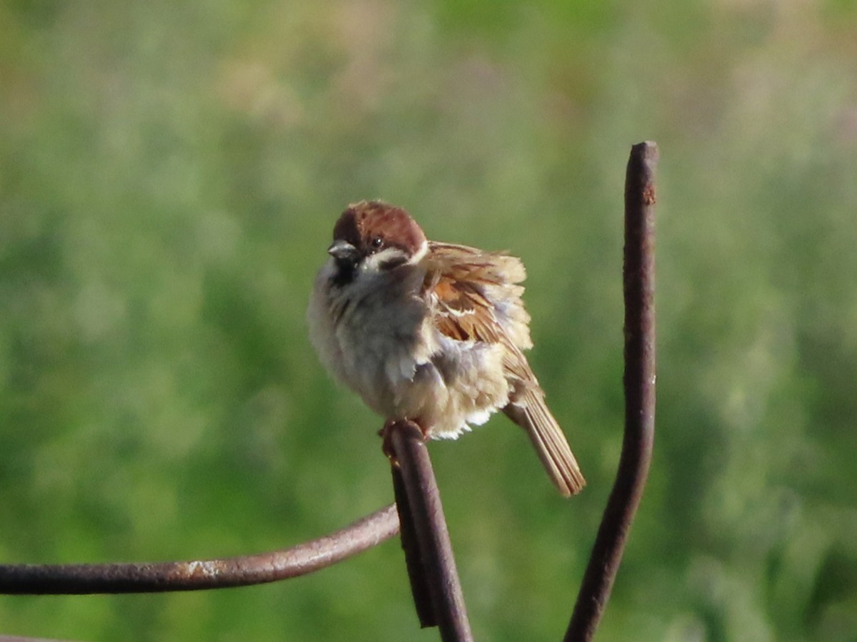Eurasian Tree Sparrow - ML620631198