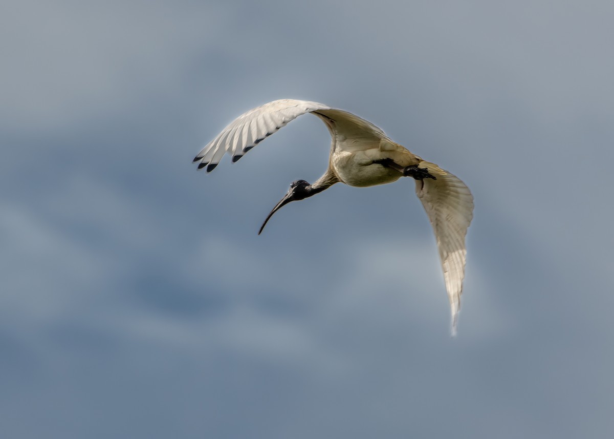 ibis australský - ML620631199