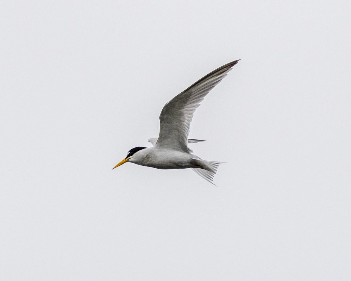 Least Tern - ML620631200