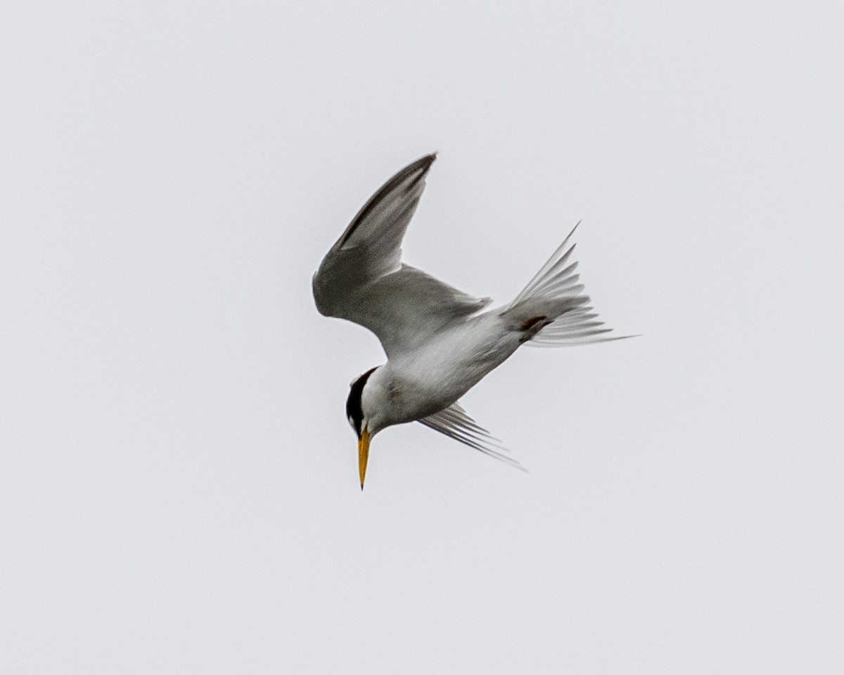 Least Tern - ML620631201