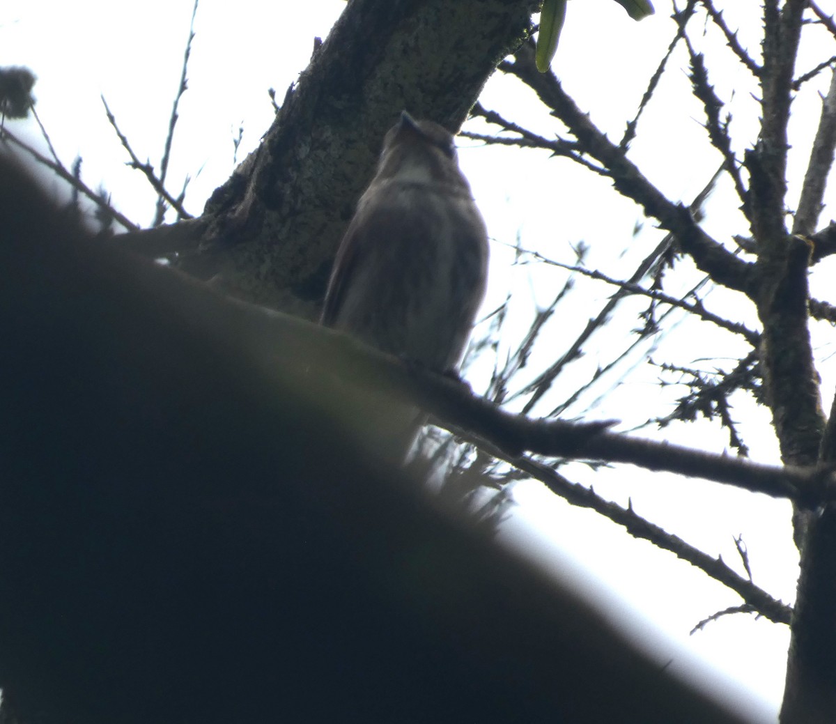 Dark-sided Flycatcher - ML620631202