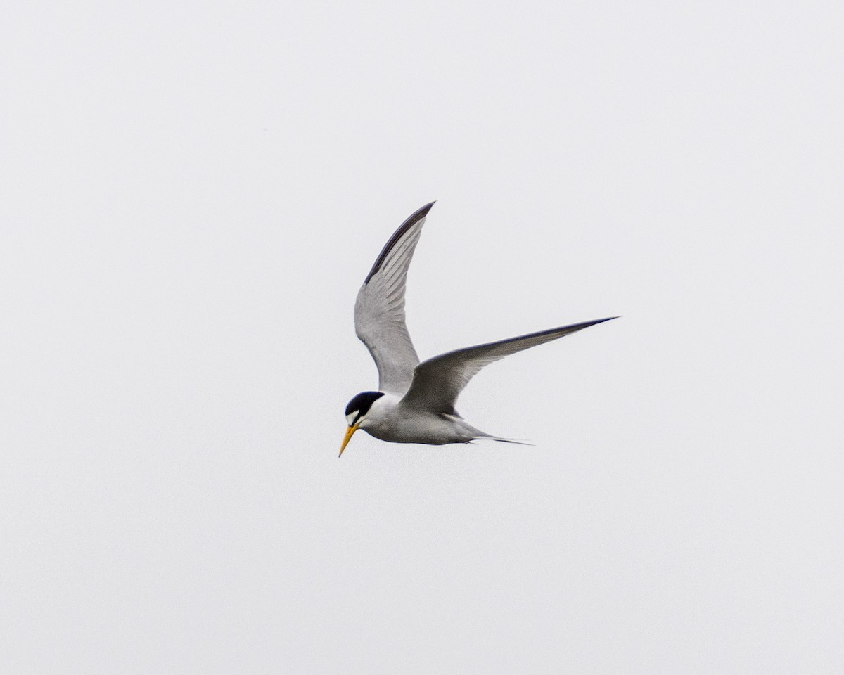 Least Tern - ML620631203