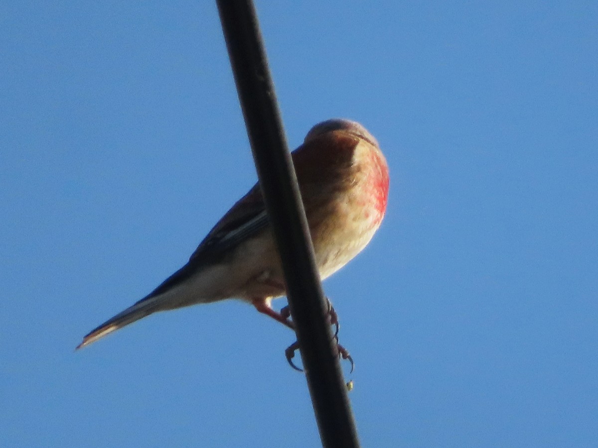 Eurasian Linnet - ML620631204