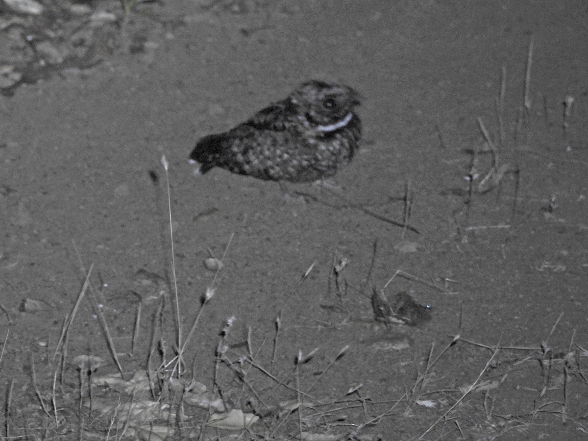 Common Poorwill - ML620631206