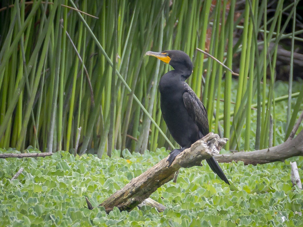 Cormoran à aigrettes - ML620631207