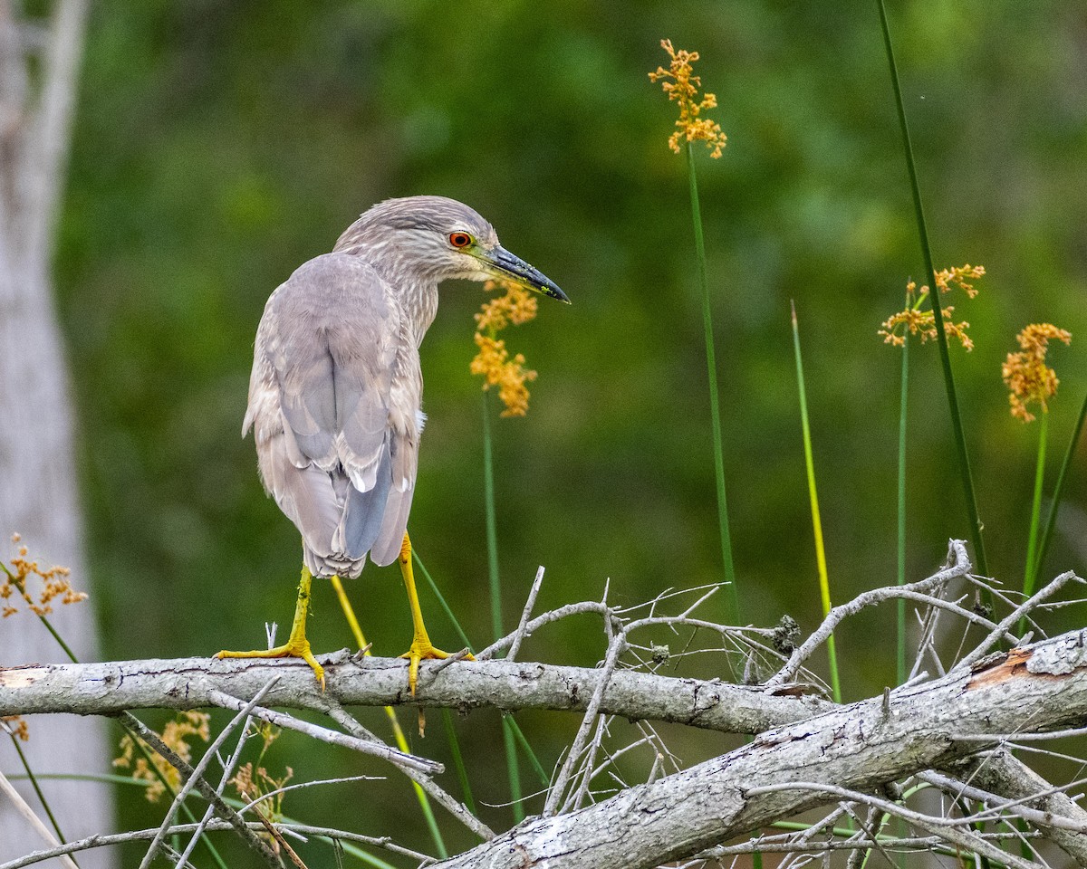 Black-crowned Night Heron - ML620631210