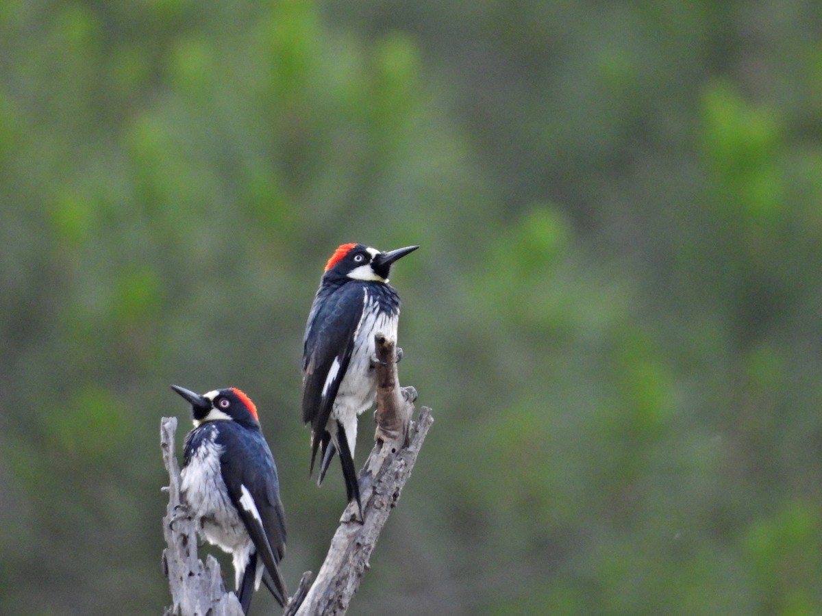 Acorn Woodpecker - Forest Chapman