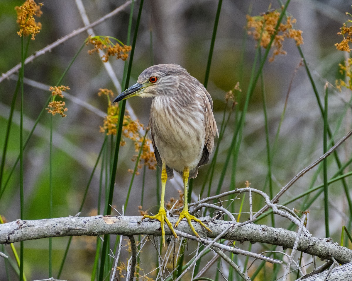 Black-crowned Night Heron - ML620631212