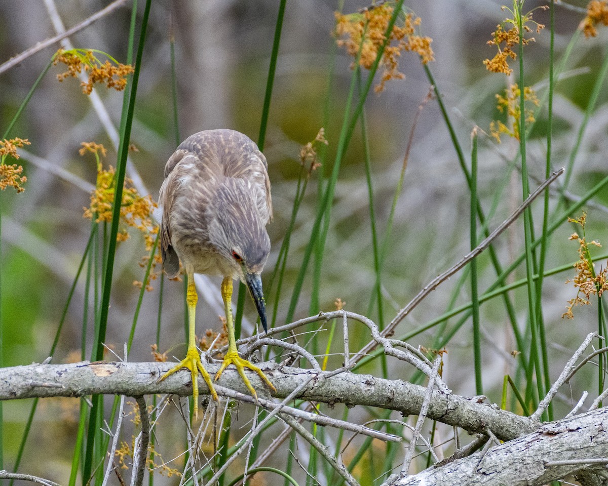 Black-crowned Night Heron - ML620631213