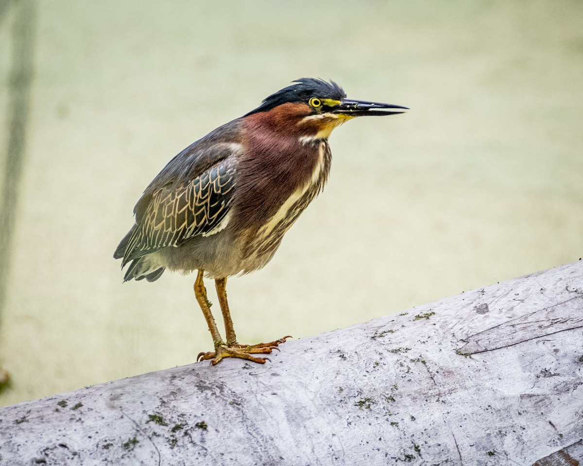 Green Heron - ML620631218