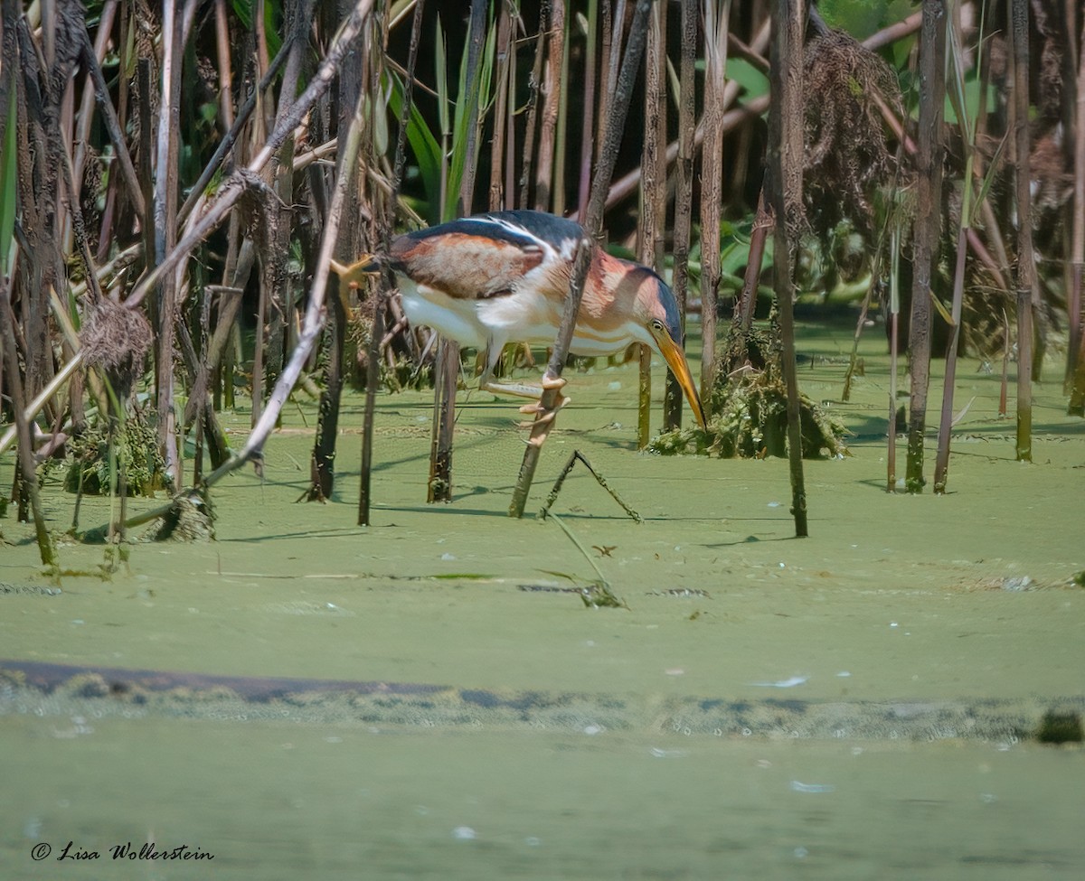 Least Bittern - ML620631222