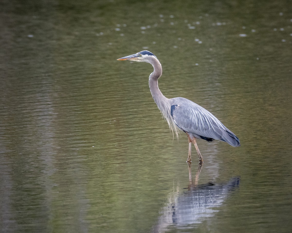 Great Blue Heron - ML620631223