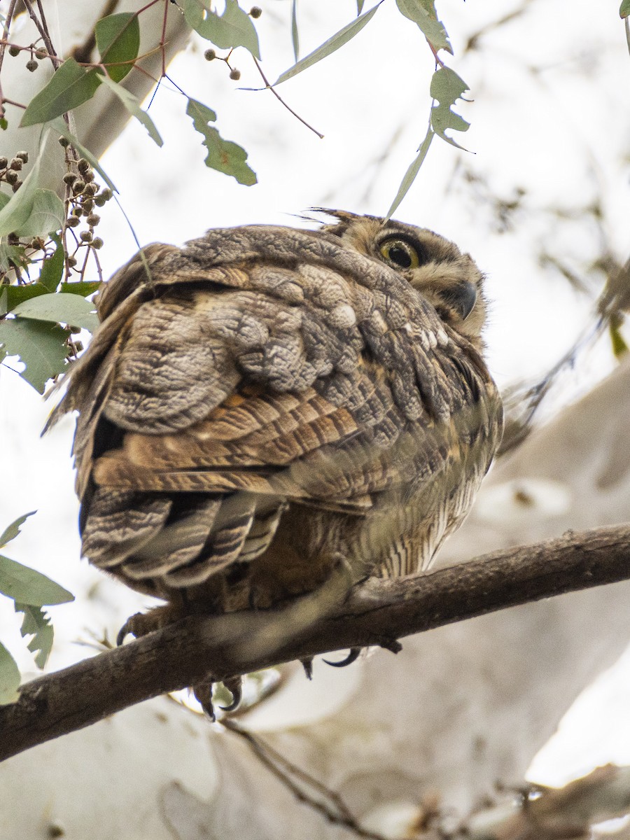 Great Horned Owl - ML620631224