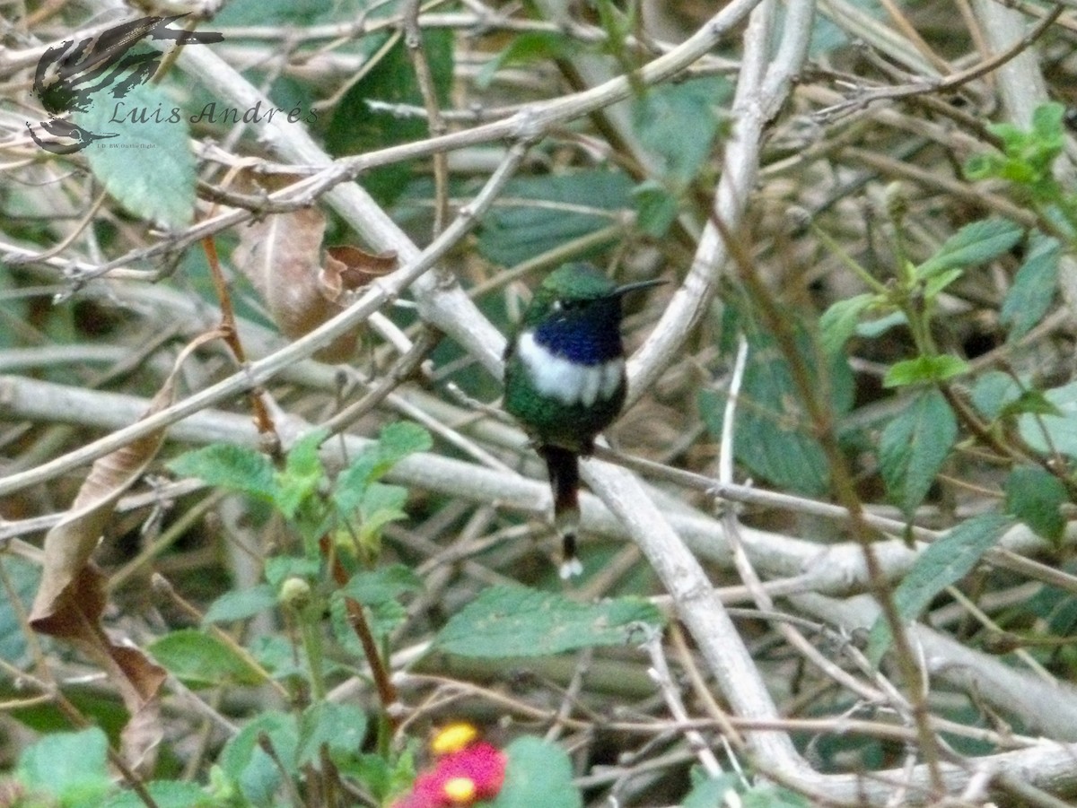 Sparkling-tailed Hummingbird - ML620631225