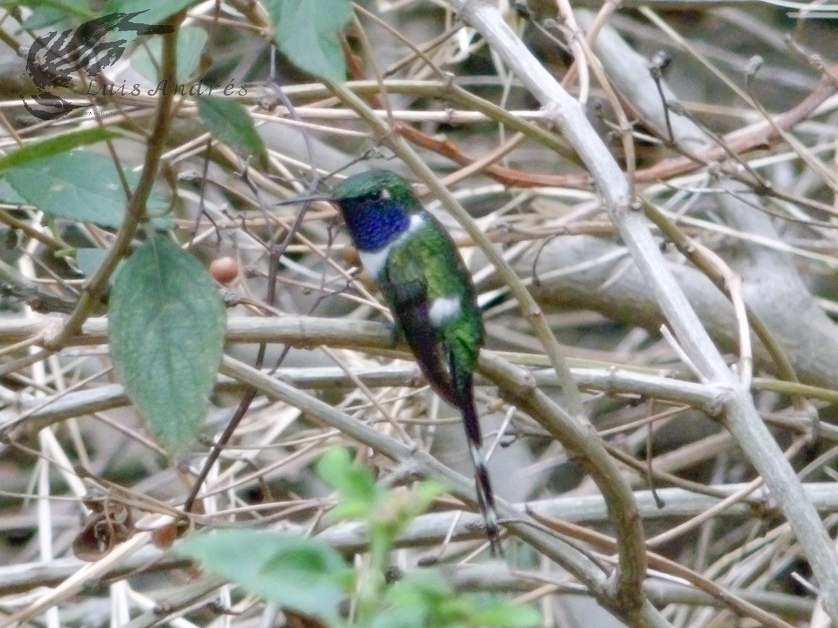 Sparkling-tailed Hummingbird - ML620631226