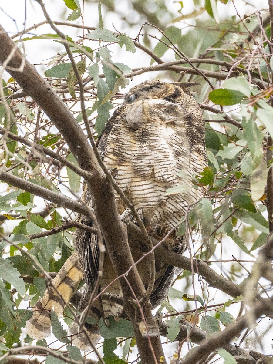 Great Horned Owl - ML620631227