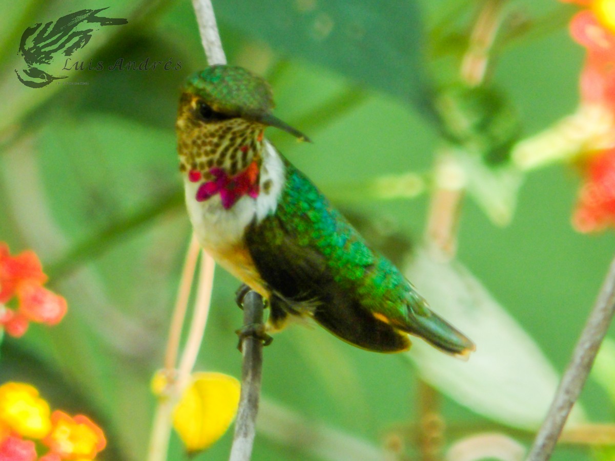 Colibrí de Eloísa - ML620631228