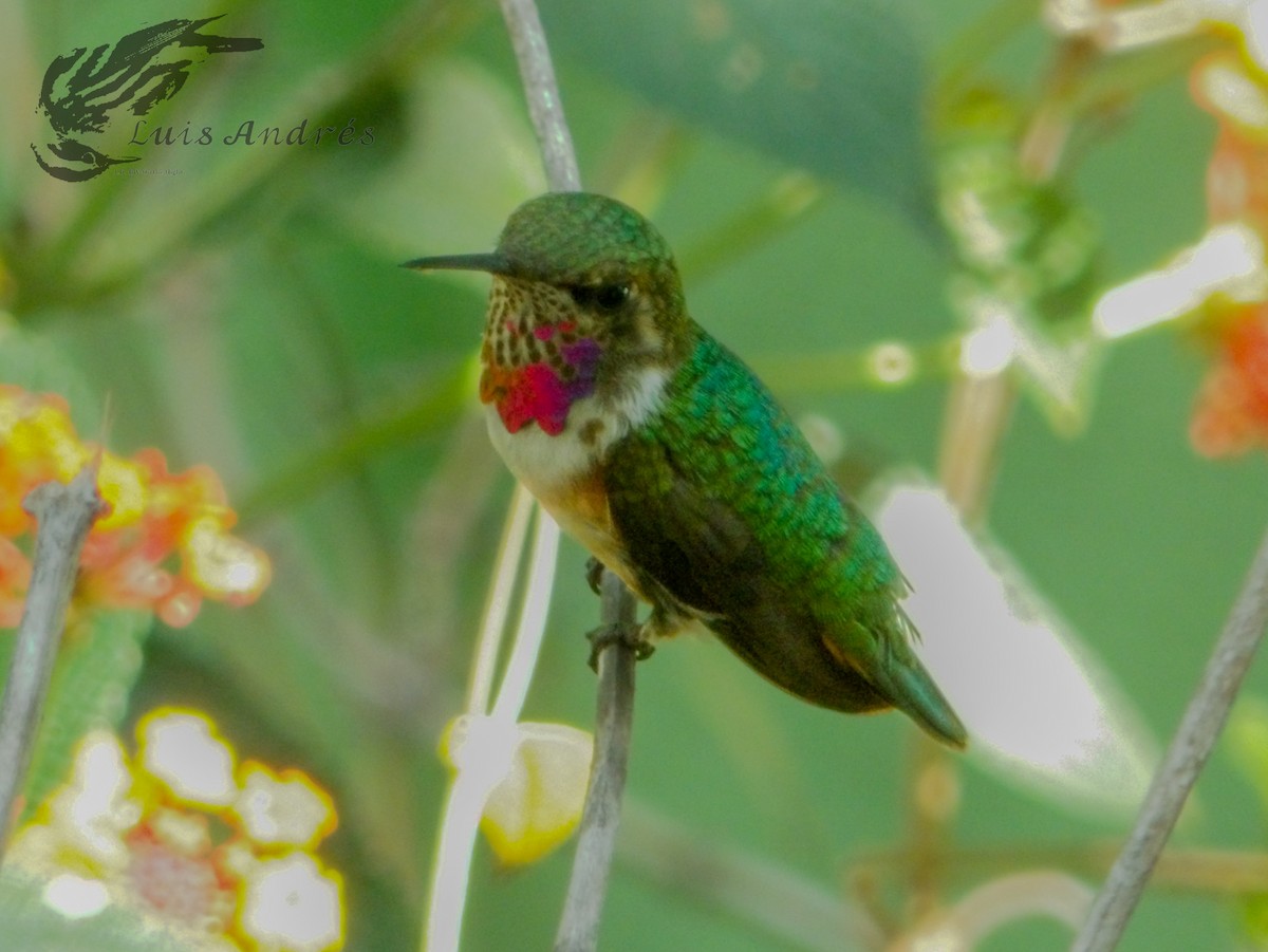 Colibri héloïse - ML620631229