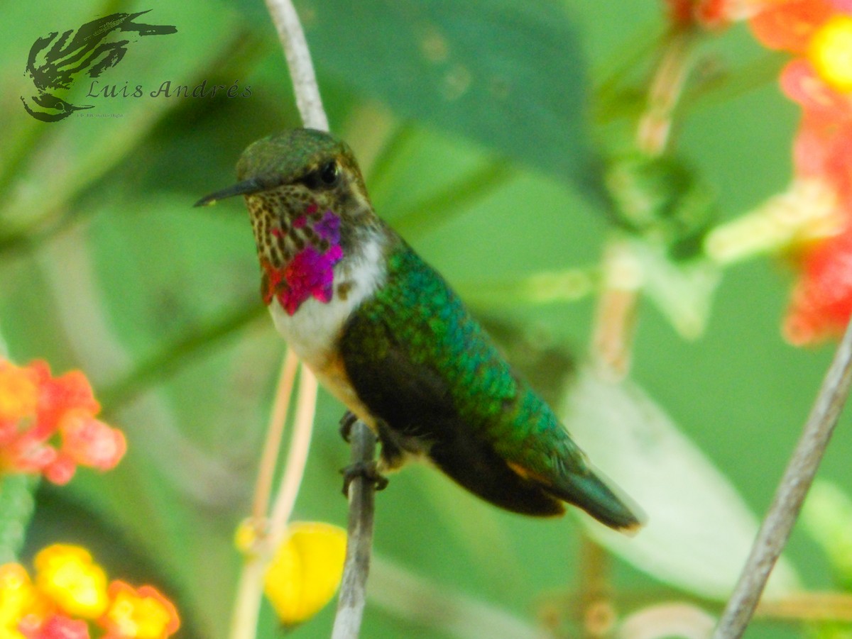 Colibrí de Eloísa - ML620631230