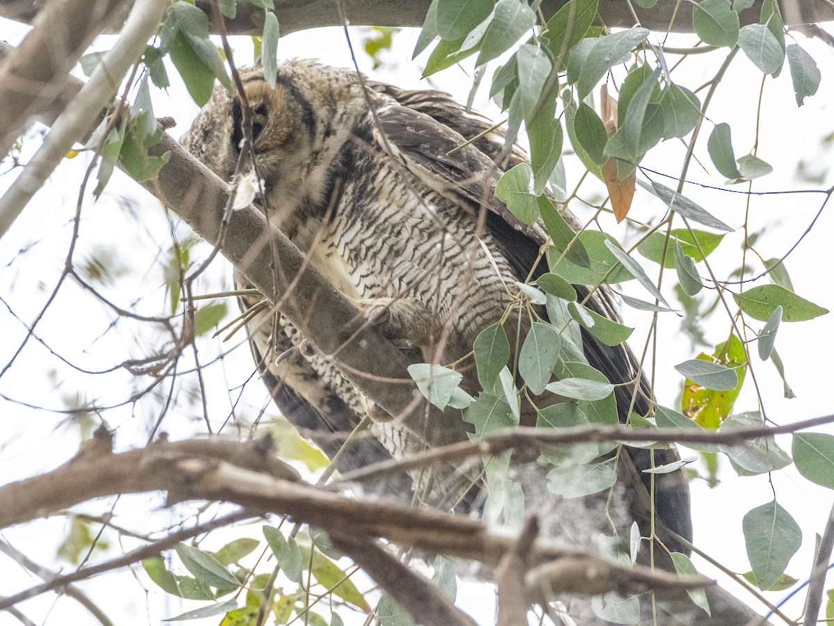 Great Horned Owl - ML620631232