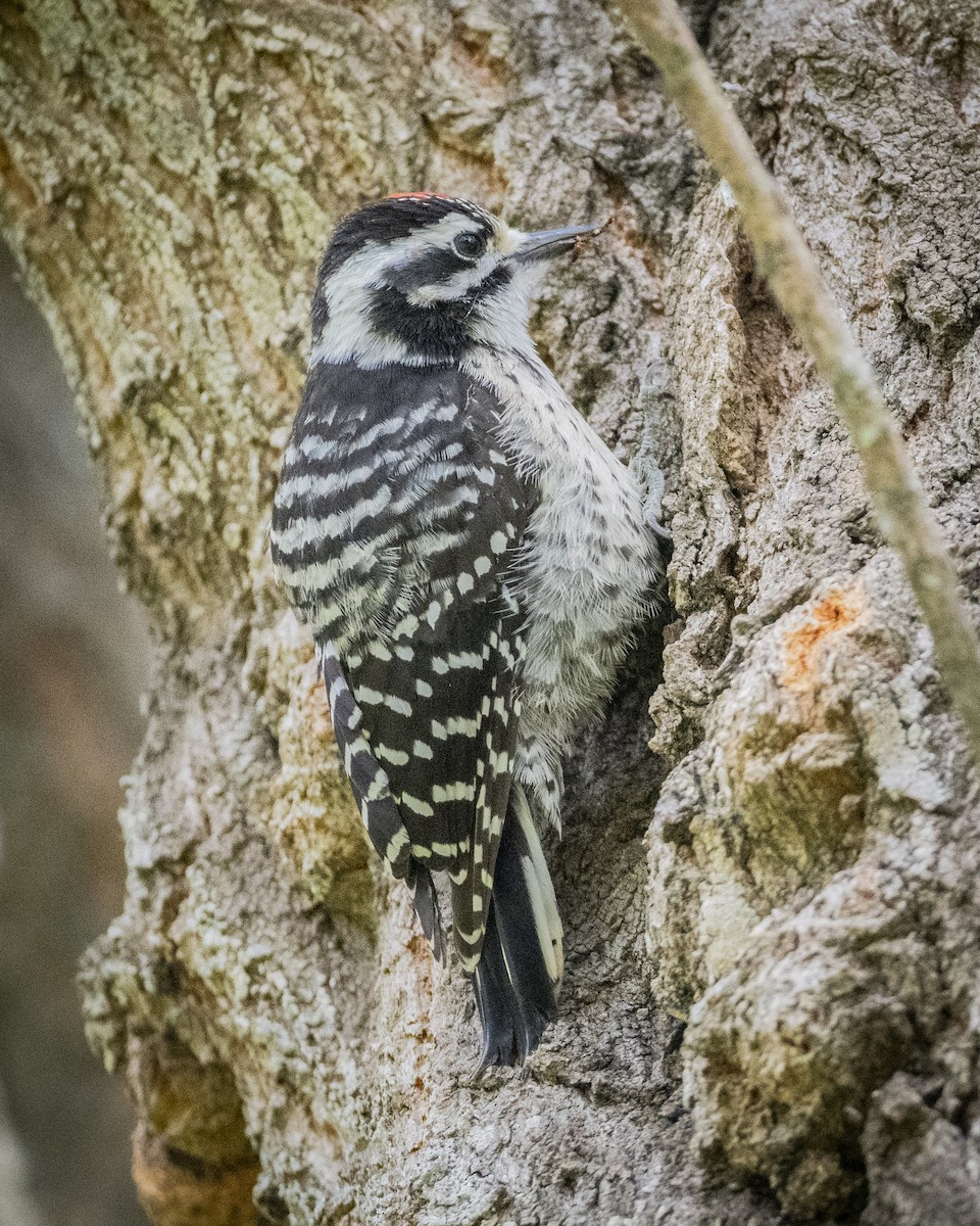 Nuttall's Woodpecker - ML620631234