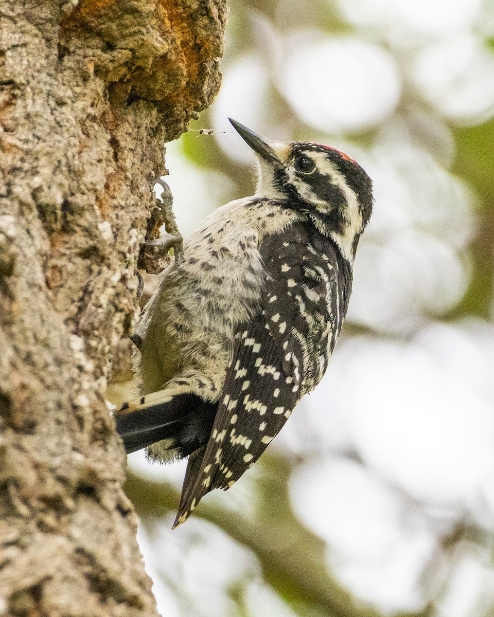 Nuttall's Woodpecker - ML620631235