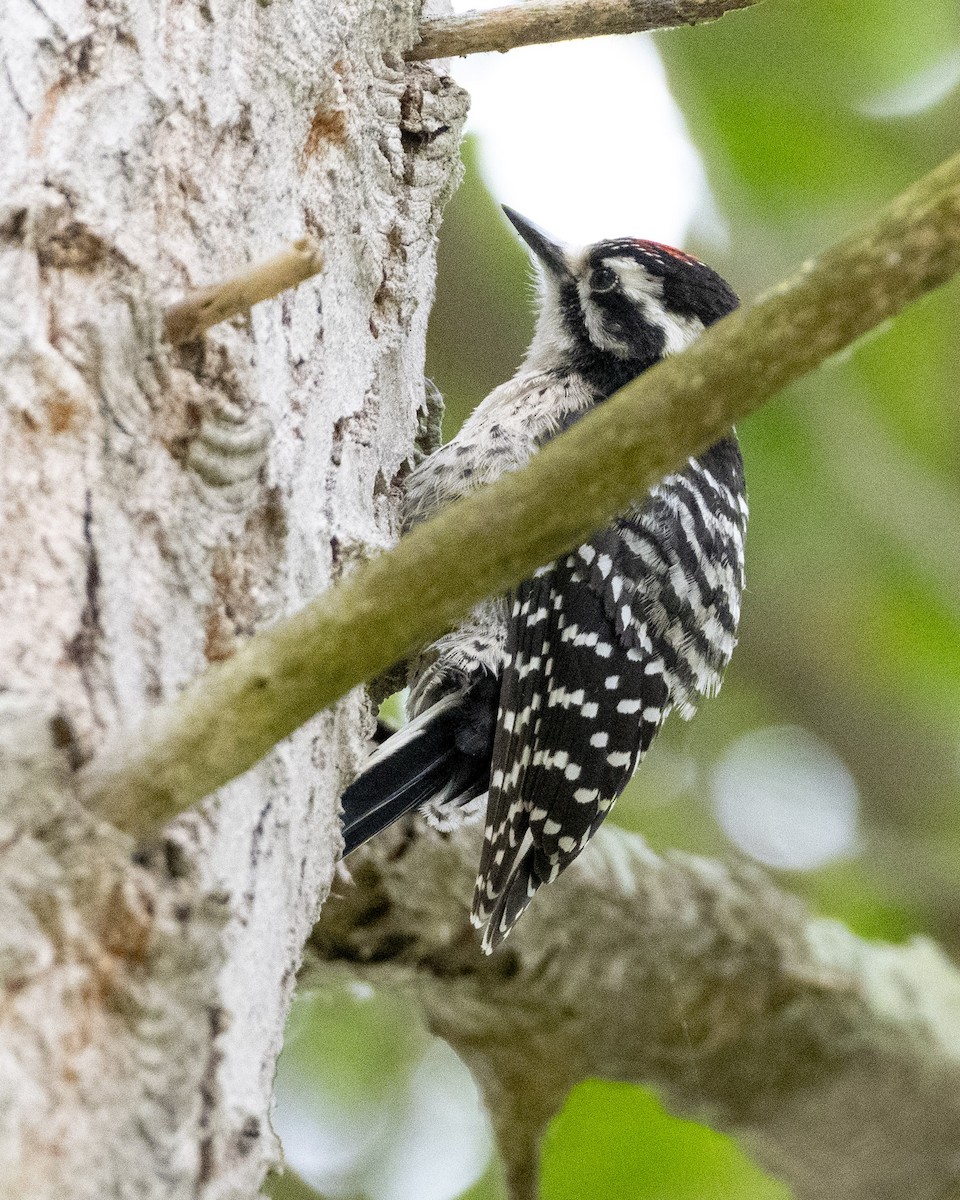 Nuttall's Woodpecker - ML620631236