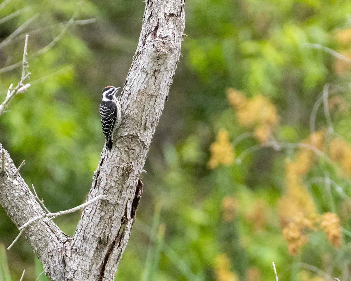 Nuttall's Woodpecker - ML620631237