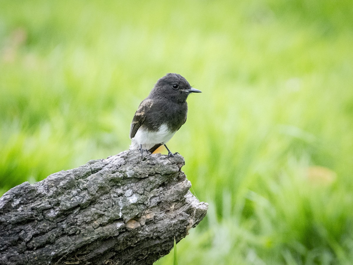 Black Phoebe - James Kendall