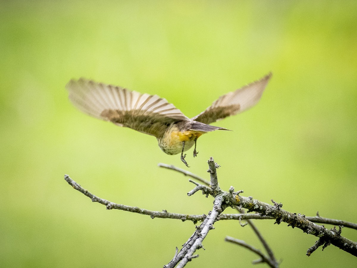 Vermilion Flycatcher - ML620631240