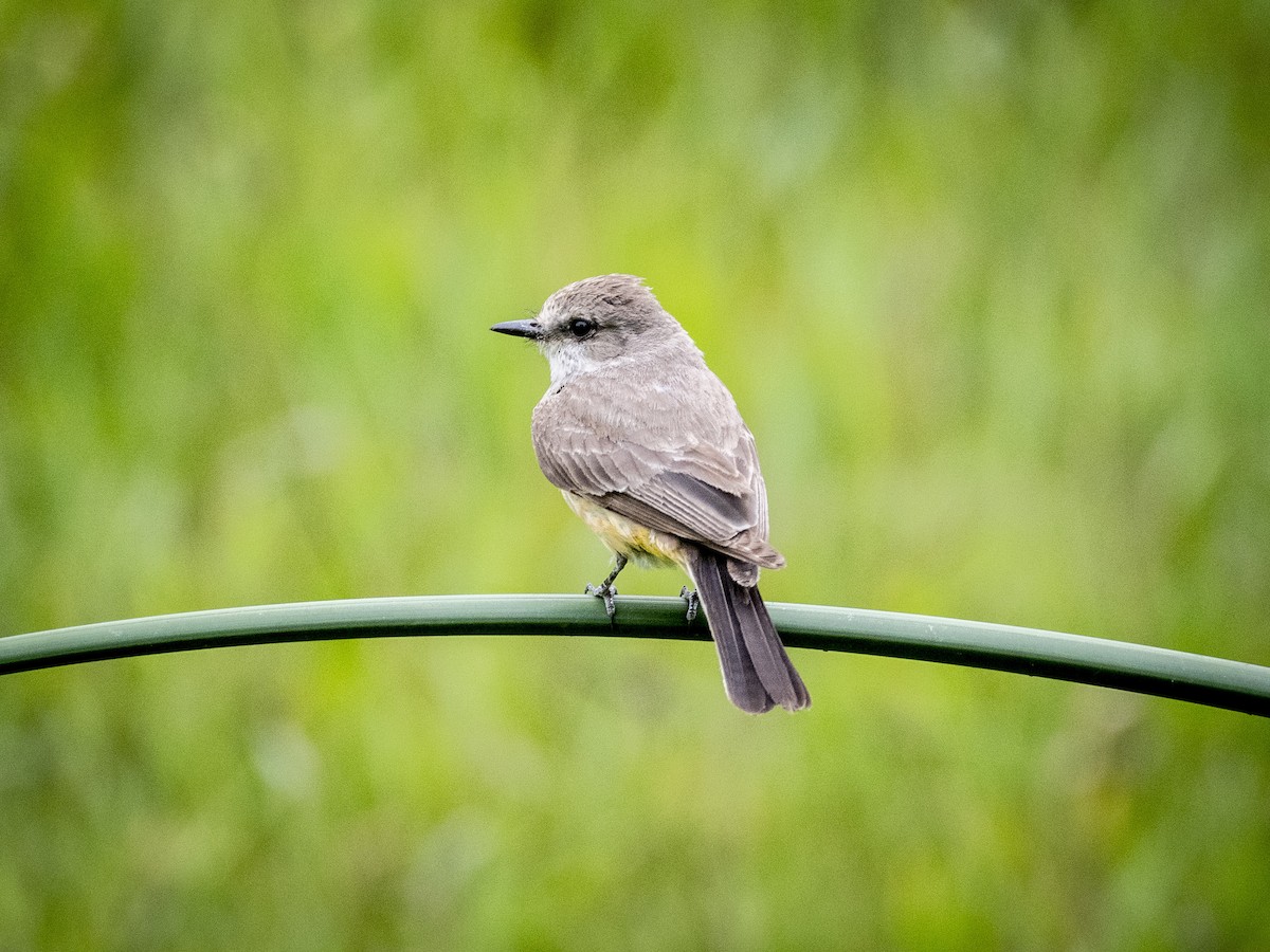 Vermilion Flycatcher - James Kendall