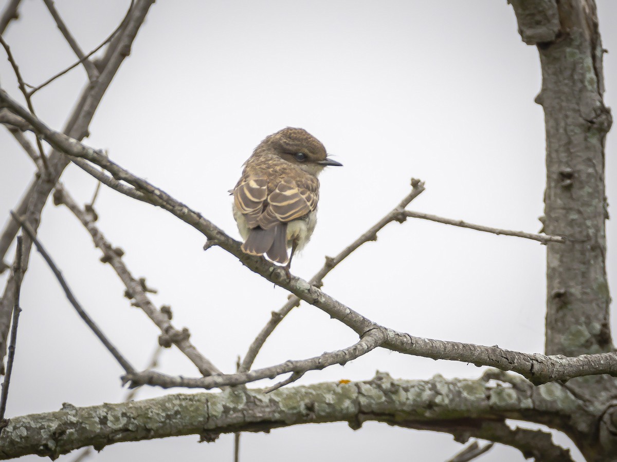 Vermilion Flycatcher - ML620631243