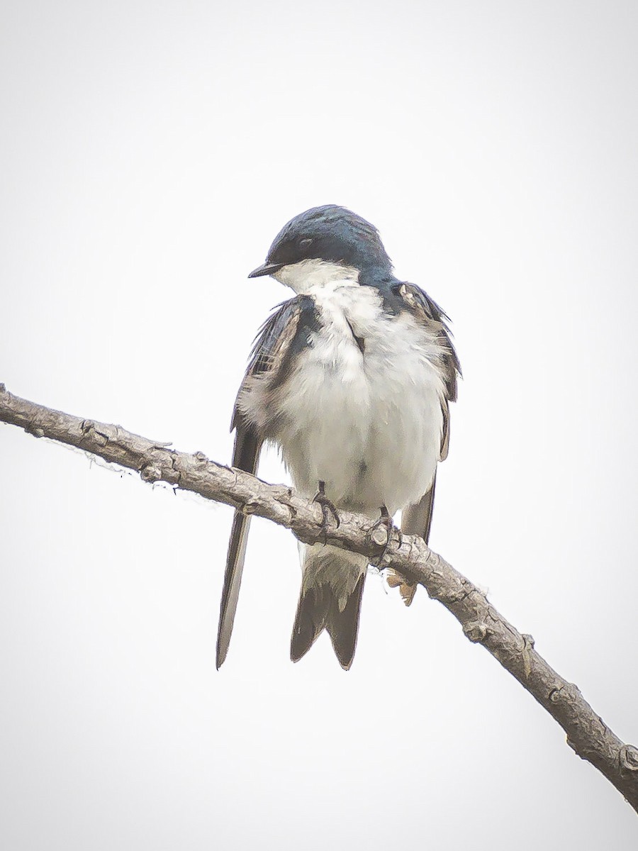 Golondrina Bicolor - ML620631246