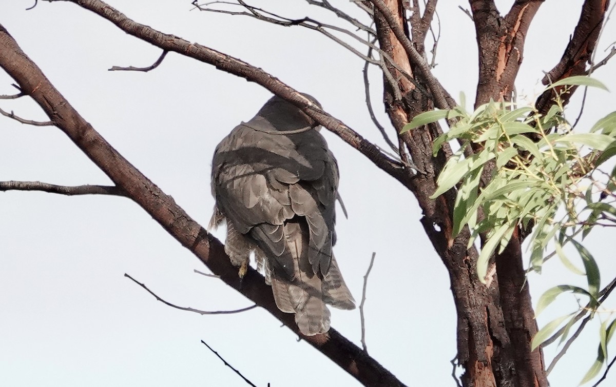 Brown Goshawk - ML620631247