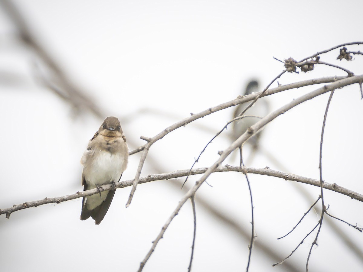 Northern Rough-winged Swallow - ML620631248